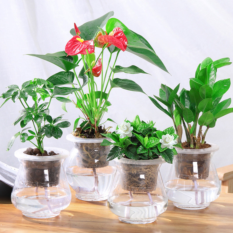 培发财树文竹绿萝富贵竹绿植盆栽家居绿植室内培玻璃花瓶栀
