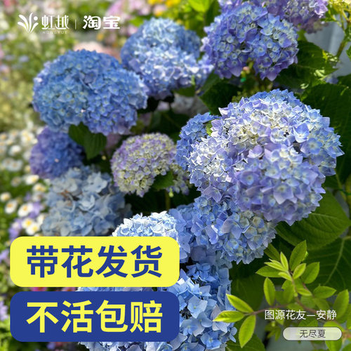 虹越尽夏绣球花盆栽阳台花中华木绣球老桩花手鞠庭院地栽花苗
