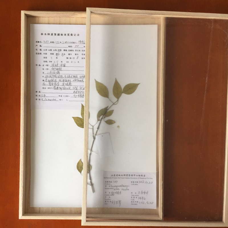 植物标本盒面示盒号标本框采集工具