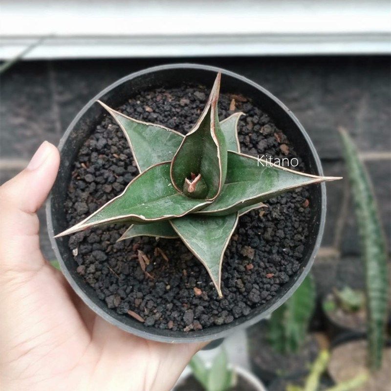 步行者虎皮兰 冷门稀缺多肉植物小盆栽 珍藏品龙舌兰科硬叶花卉