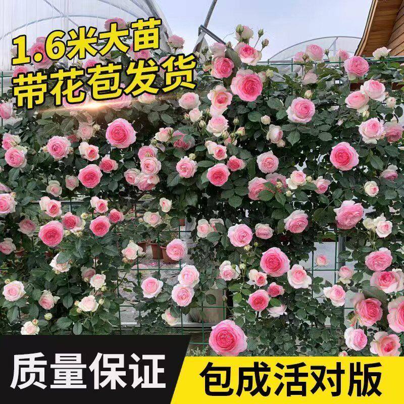 藤本月季花苗特花浓香庭院植物室内花卉盆栽玫瑰爬藤蔷薇四季开