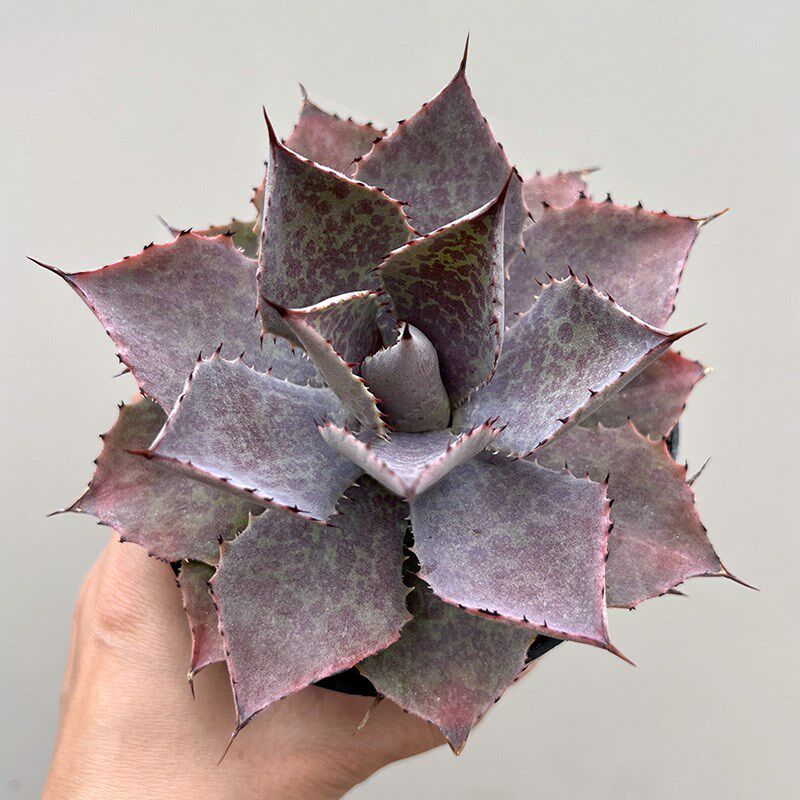植物员外 血雷一物一拍 血雨雷神杂交龙舌兰阳台植物多肉组合盆栽