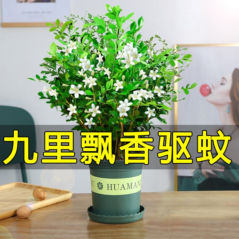 九里香盆栽花卉四季开花驱蚊植物室内好养活千七里香树苗盆景绿植