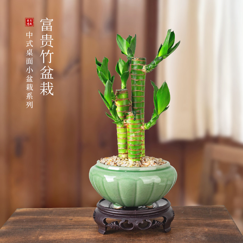 富贵竹盆栽迷你小绿植观音竹室内步步好养四季常青花卉