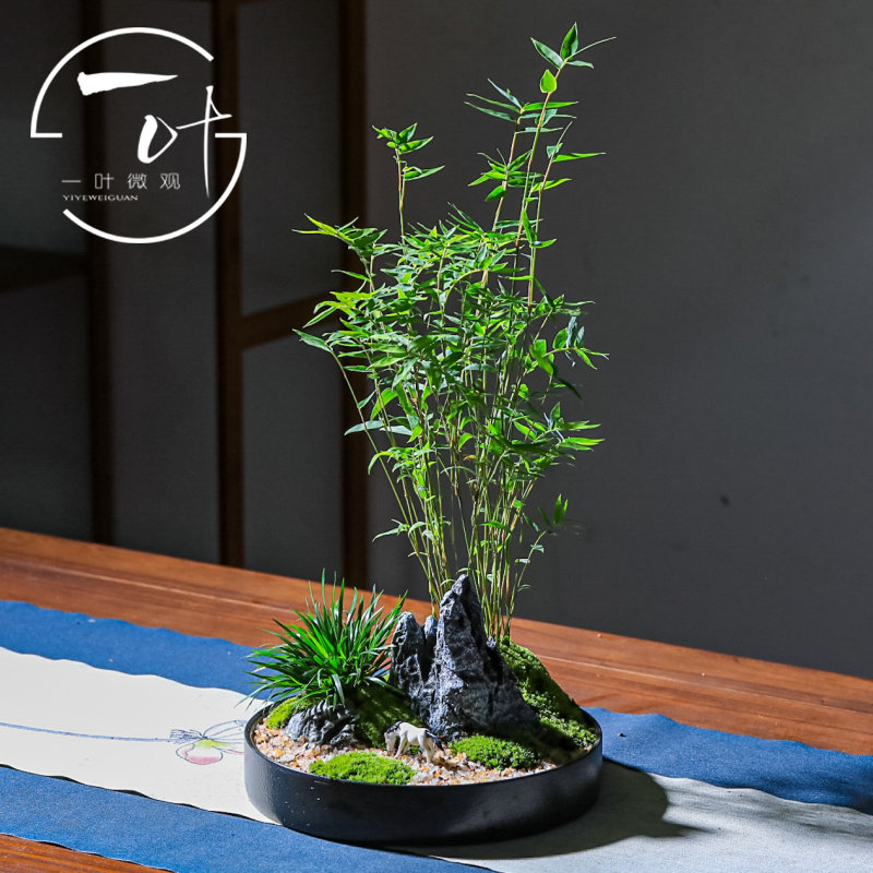 竹观音竹组合盆景微景观花卉绿植盆栽室内好养绿植物室