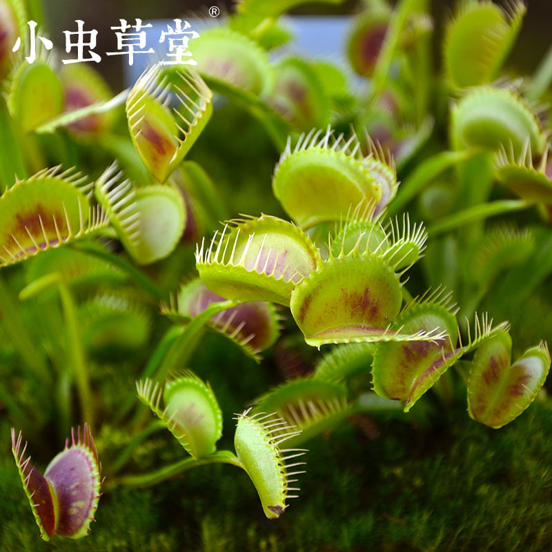 长柄捕蝇草奇花异草型盆栽绿植食人花野蛮植物食肉植物食虫植物