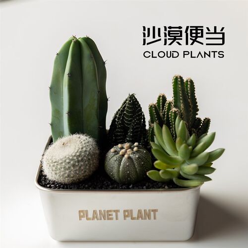 沙漠便当多肉植物盆栽室内花卉绿植仙人球组合仙人掌