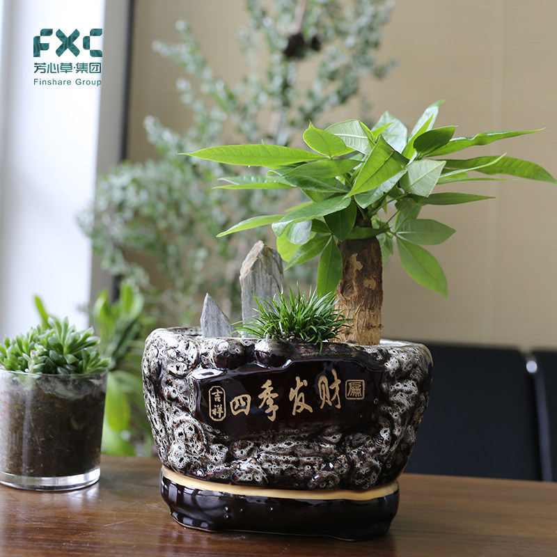 芳心草室内小盆栽植物小发财树盆景净化空气绿植花卉招财树
