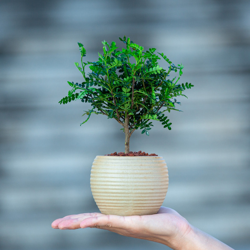 清香胡椒木盆栽室内阳台书房室植物盆景花卉绿植