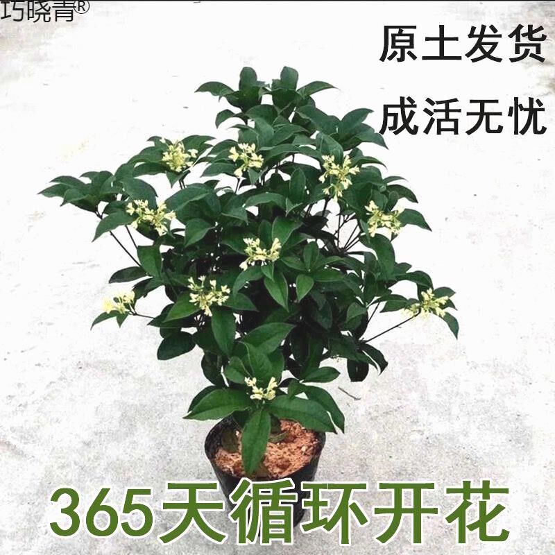 桂花浓香盆栽好养树苗金桂耐寒室内外庭院地栽阳台绿植花巧