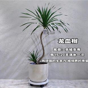 龙血树客厅绿植室内盆栽大型室植物龙须树好养净化空气除甲醛