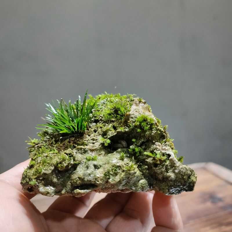 菖蒲附石盆景茶桌水培绿植吸水石苔藓微景观蕨类水陆缸一物一拍