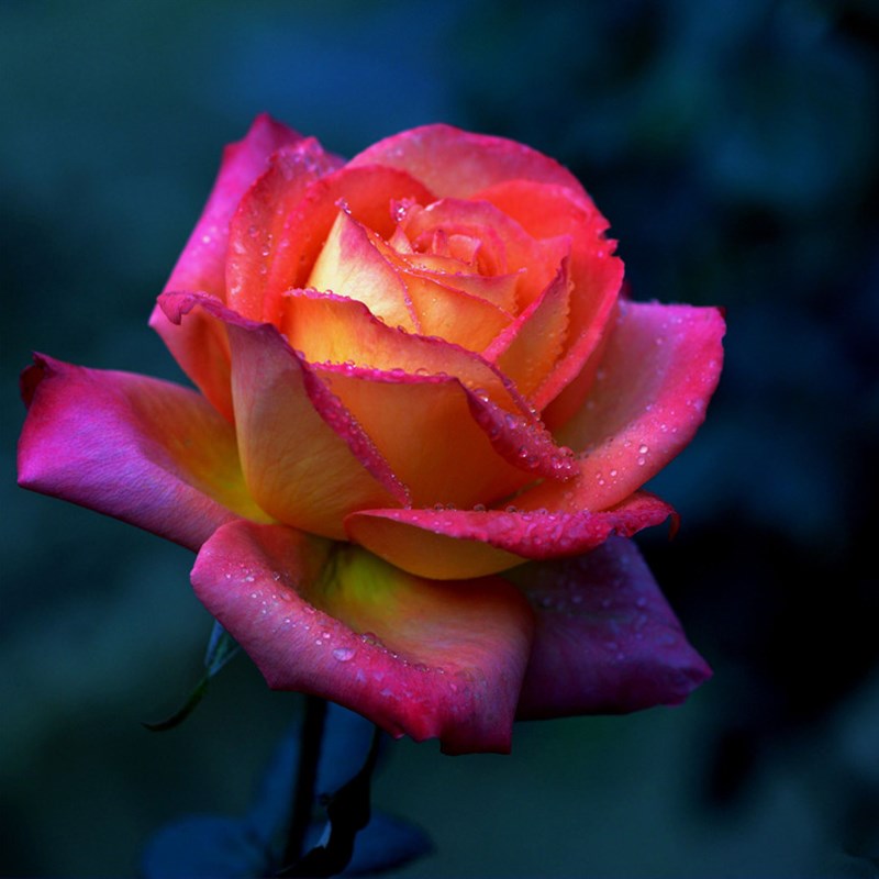 彩云大花浓香月季花玫多季开瑰花苗观花植物盆栽阳台绿植花卉