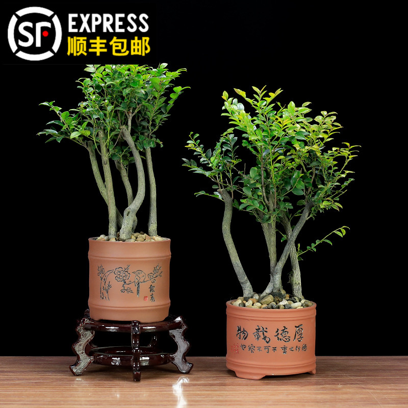 小叶紫檀盆景老桩植物室内客厅桌面绿植黑骨茶盆栽好养四季常青