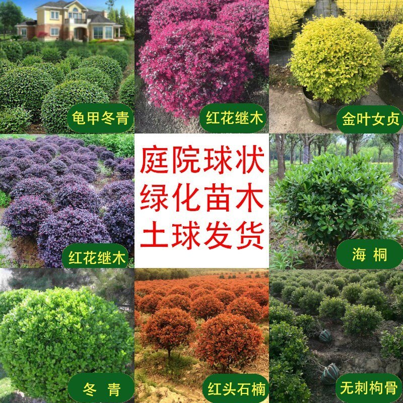 黄杨球红叶石楠树苗红花继木球状绿化庭院冬青金叶女贞龟甲冬青