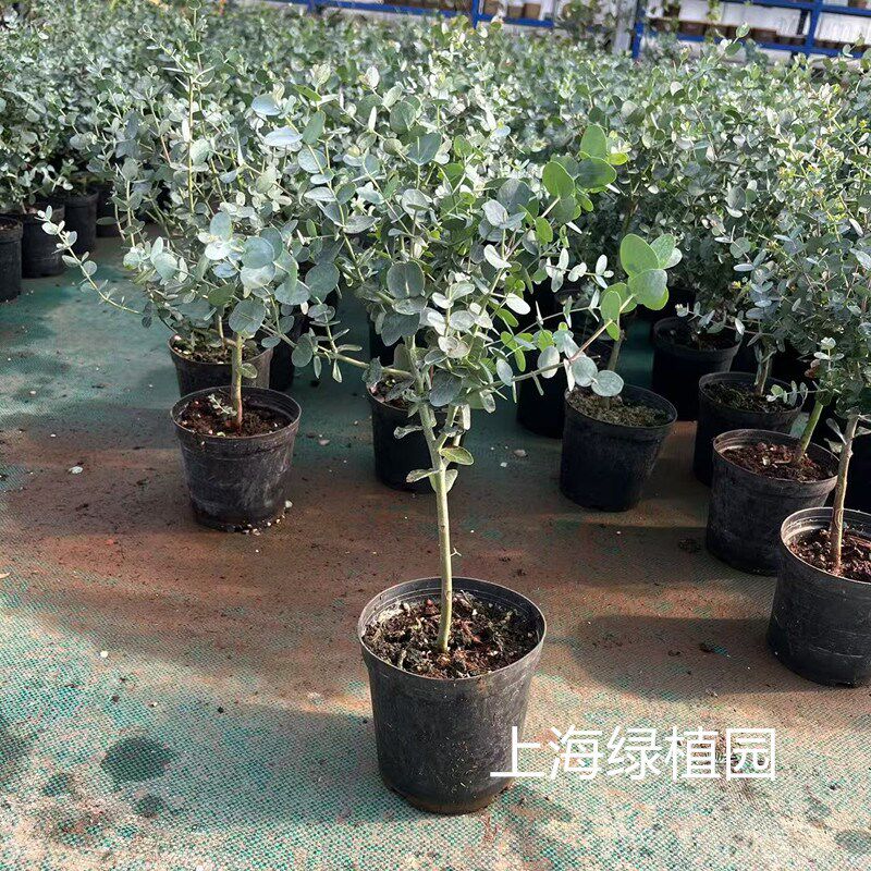 多花桉尤加利银桉叶盆栽欧洲网红银滴银元叶植有味室内阳台