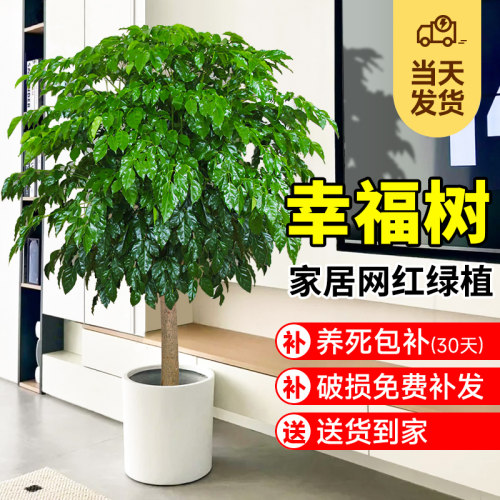 幸福树盆栽绿植室内老桩室旺宅真花独杆落地式植物
