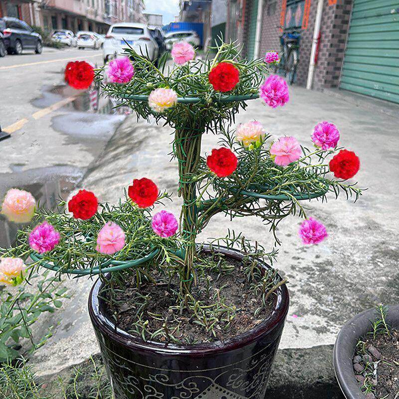 向日葵架子棒棒糖支架蟹爪植物支伸缩杆单层多层固定架造型支撑架