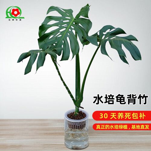 培老桩龟背竹室内培植物培绿植好养室