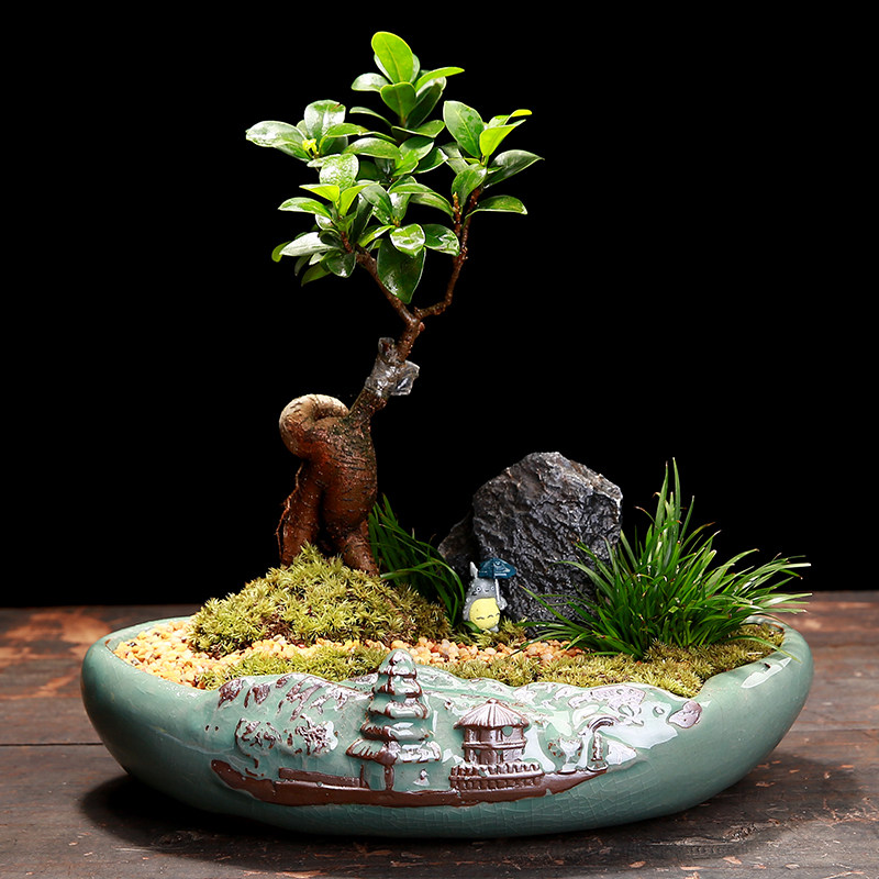 盆景花盆造景口径盆栽绿植文竹号绿萝拼盘盆