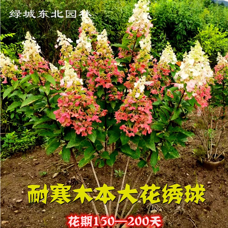 烛光彩眼花冠耐寒木本大花直立圆锥绣球树苗别墅庭院盆栽地栽植物