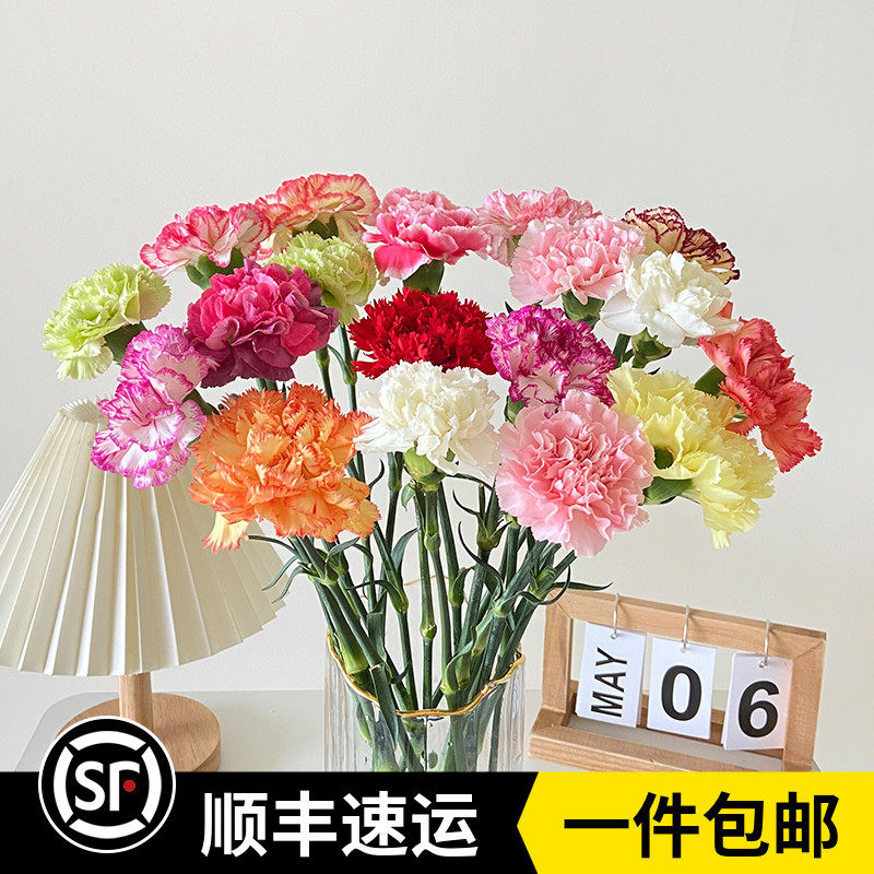 新鲜康乃馨鲜花母亲节女神节粉色红色家庭室养花期长云南