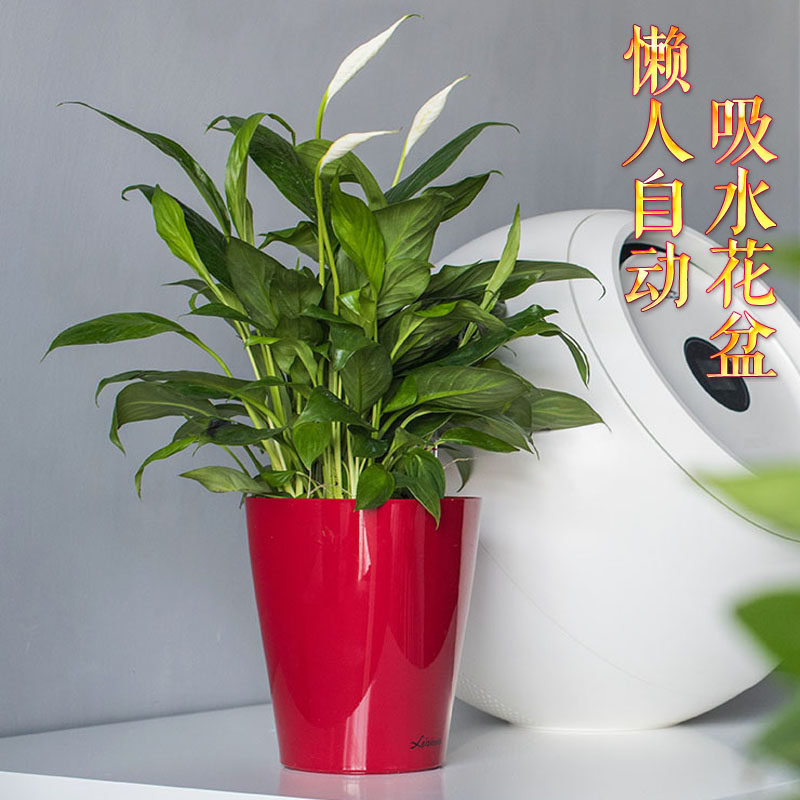 欧式懒人蓄自动吸免浇灌 烤漆工艺圆形绿萝白掌花盆