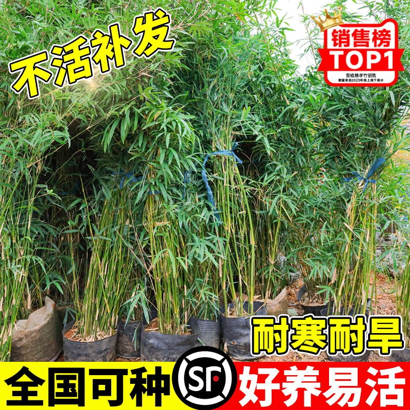 丛生慈孝竹盆栽绿植庭院室内外观赏竹苗南北方耐寒四季常青植物