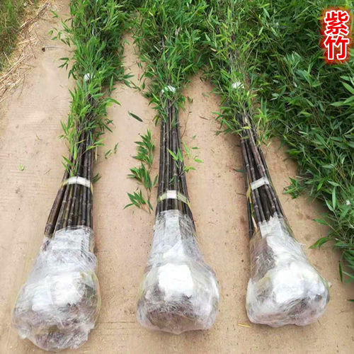 竹苗紫竹黄金竹罗汉竹常青盆栽庭院植物耐寒竹南北方观赏竹