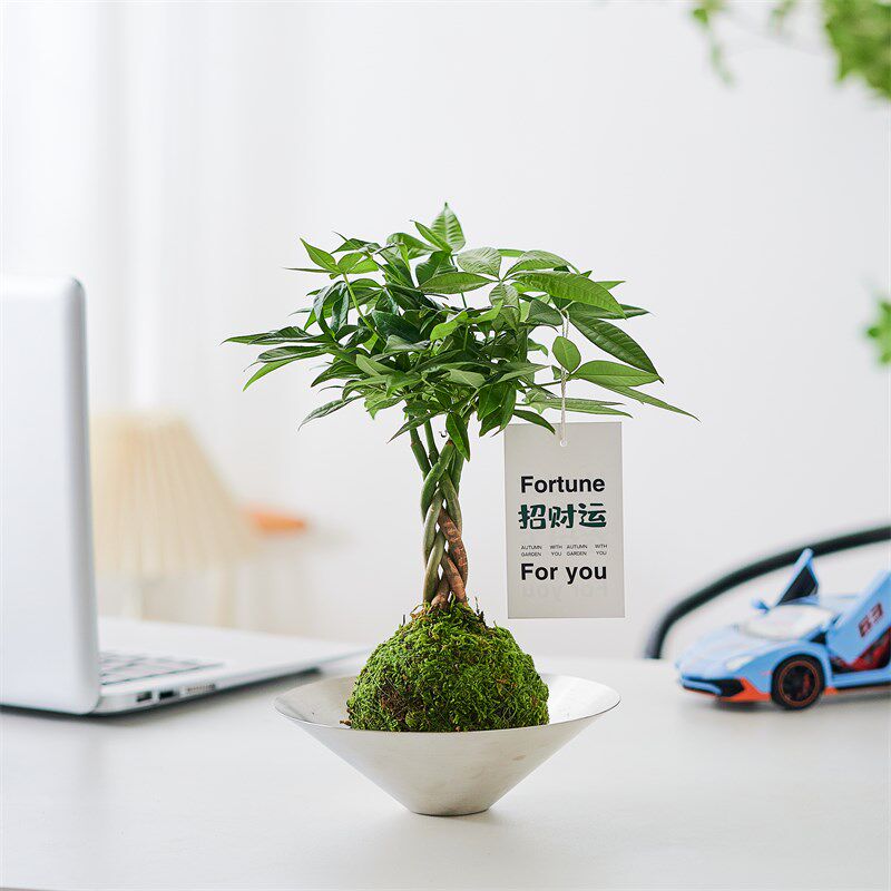 苔玉发财树盆栽苔藓球植物室内好养室绿植净化空气