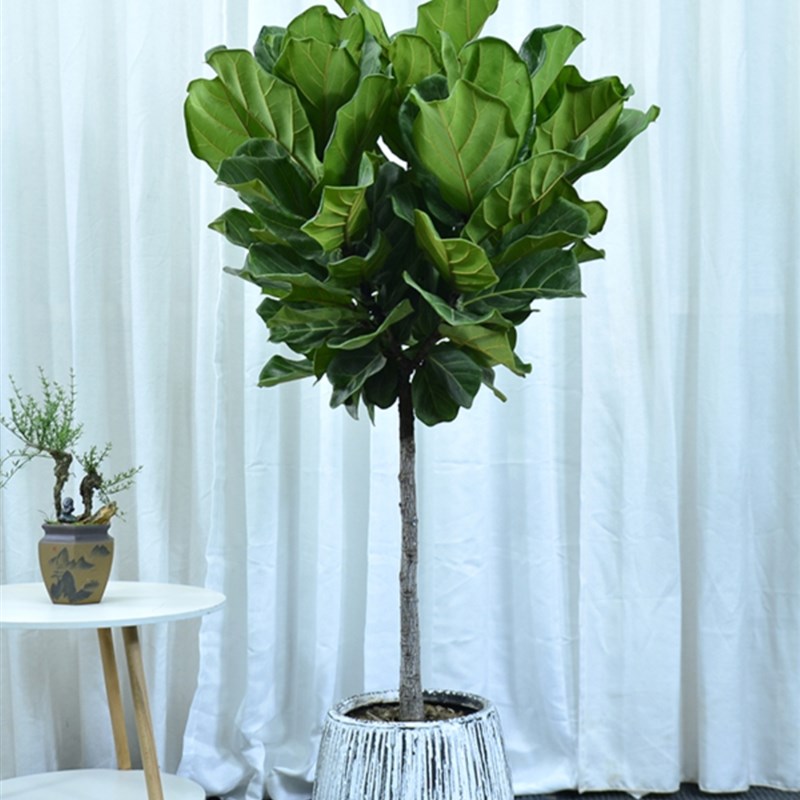 琴叶榕盆栽室内绿植棒棒糖阳台植物广州供货直发香港