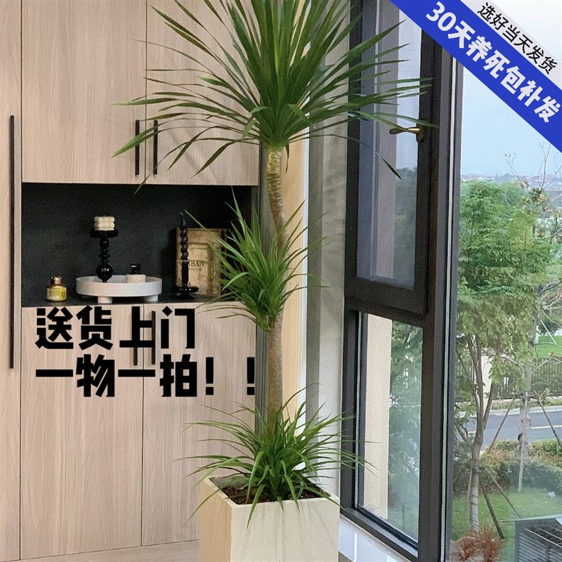 造龙血树绿植室内绿植盆栽龙须树好养植物真龙铁树