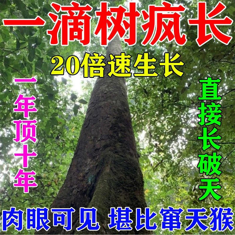 苗木速长增粗剂桉树肥杨树松树澳洲杉果树生长素猛长营养液