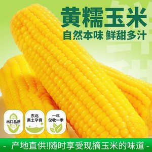 【农投集团】正宗东北黄糯玉米粘苞米8根