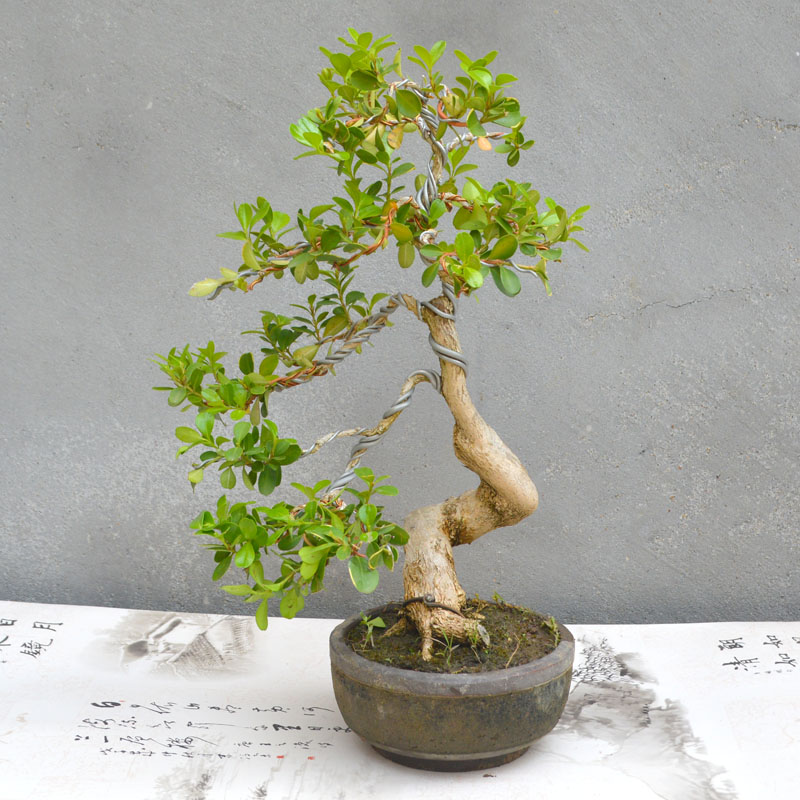 瓜子黄杨盆景造型黄杨老桩实物矮霸造型黄杨盆景四季常青树桩素材