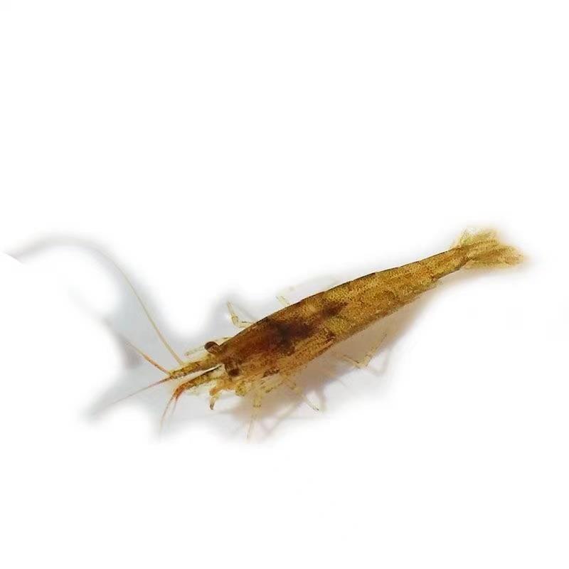 黑壳虾除藻虾乌龟龙鱼饲料鲜活观赏清水包邮除藻工具虾鱼缸除藻