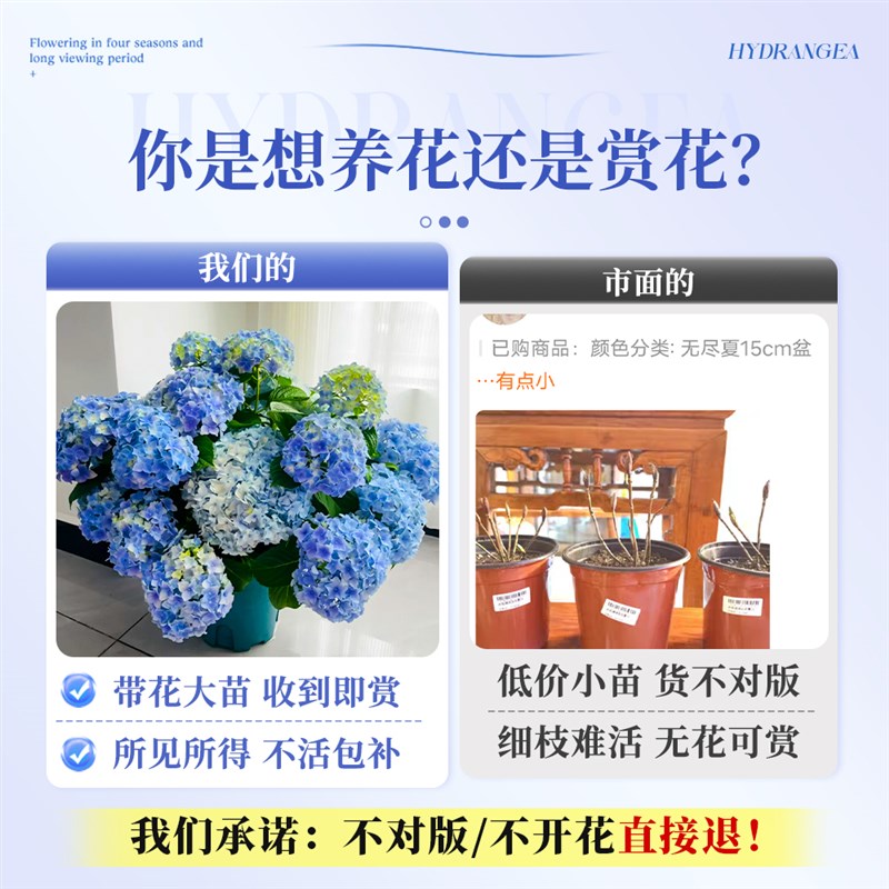 绣球花盆栽带花苞特大老桩无尽夏花苗四季开花卉阳台庭院室内植物