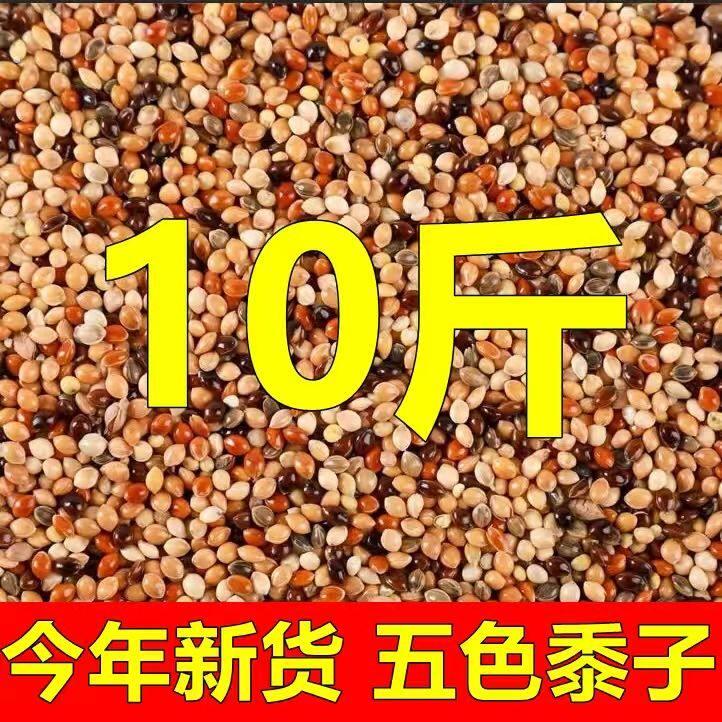 10斤五色黍子虎皮牡丹玄凤鹦鹉鸟食带壳黄谷子文鸟饲料小鸟粮食