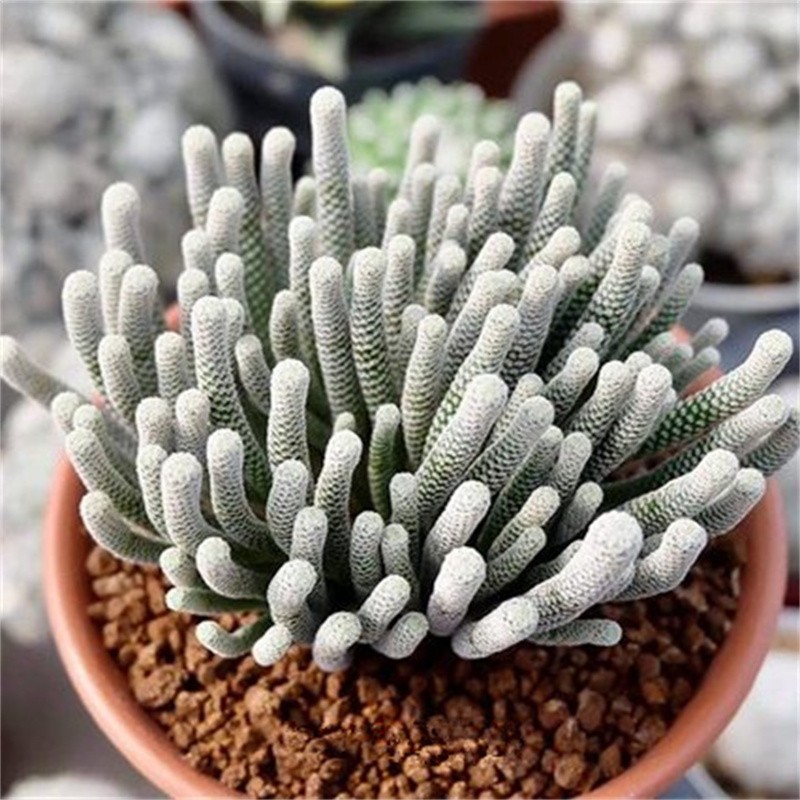 迷你牧师仙人柱多肉植物仙人掌盆栽室内仙人球小人柱多头奇趣稀有