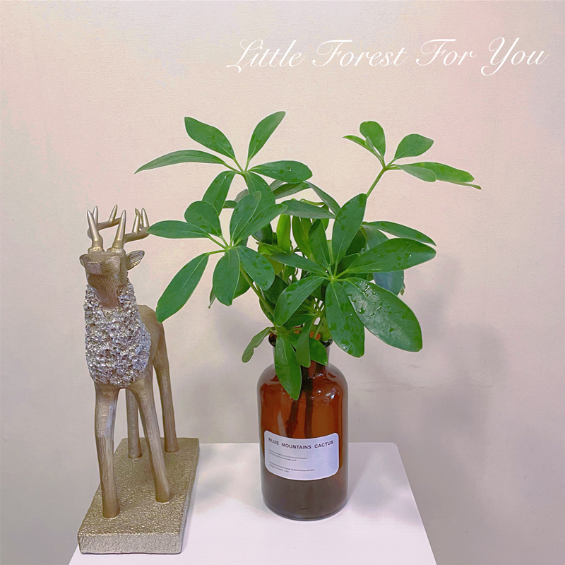 鸭脚木盆栽水培植物室内客厅桌面水养绿植鸭掌木八方来财龟背竹大