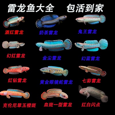 雷龙鱼活体淡水观赏鱼
