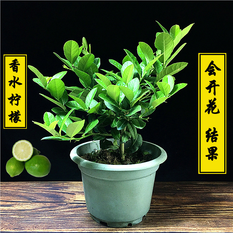香水柠檬树苗盆栽室内可食用果树绿植花卉阳台室外桌面净化空气