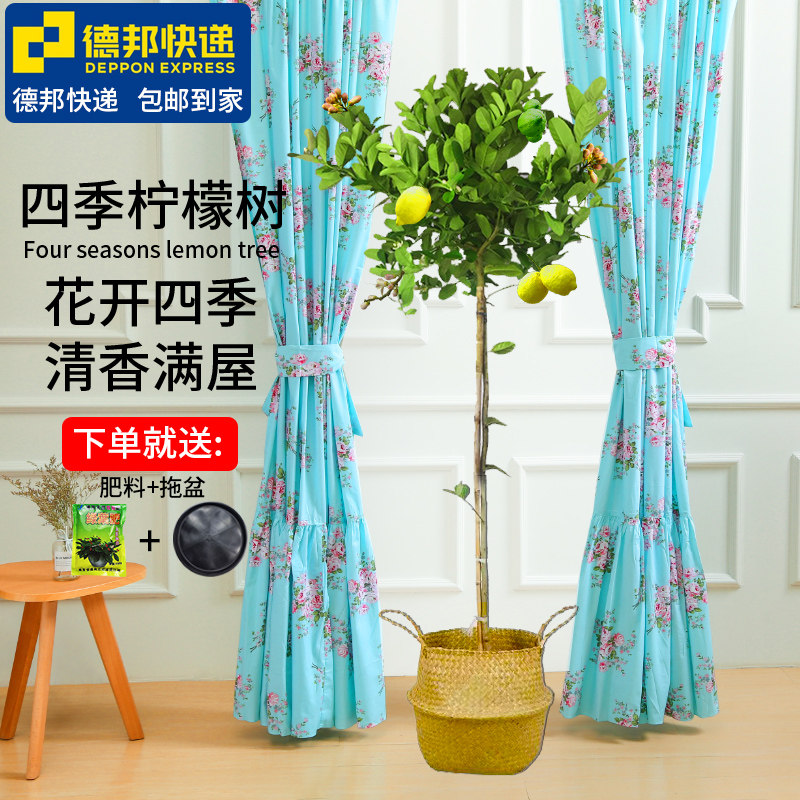 棒棒糖盆栽香水柠檬树室内外花卉四季花果树高杆绿植食用客厅大型