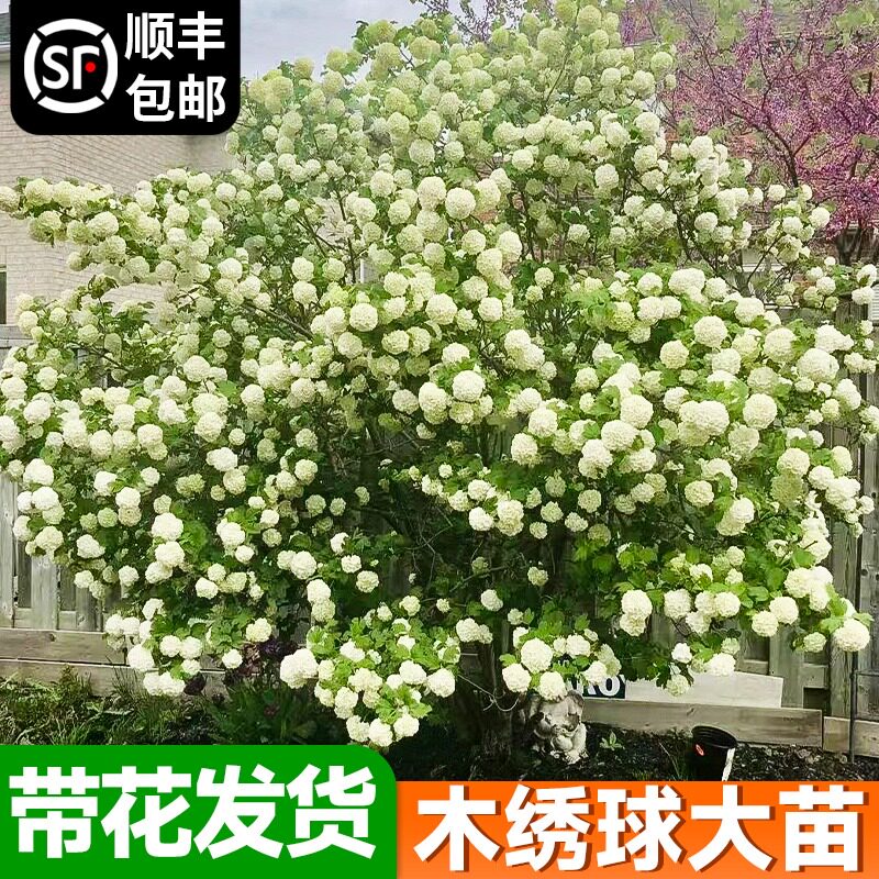 进口欧洲木绣球花苗盆栽中华木绣球玫瑰树苗老桩阳台庭院植物斗球
