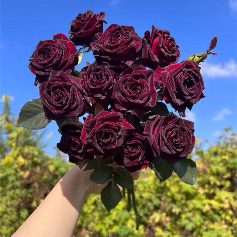 黑巴克玫瑰月季花盆栽老桩大苗丝绒暗红色四季开阳台庭院花卉绿植