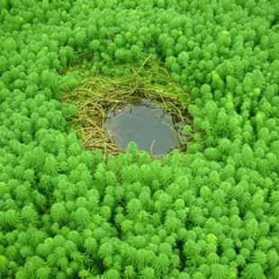 粉绿狐尾藻放放水里就会活水草大聚藻净化水质挺水生植物池塘水培