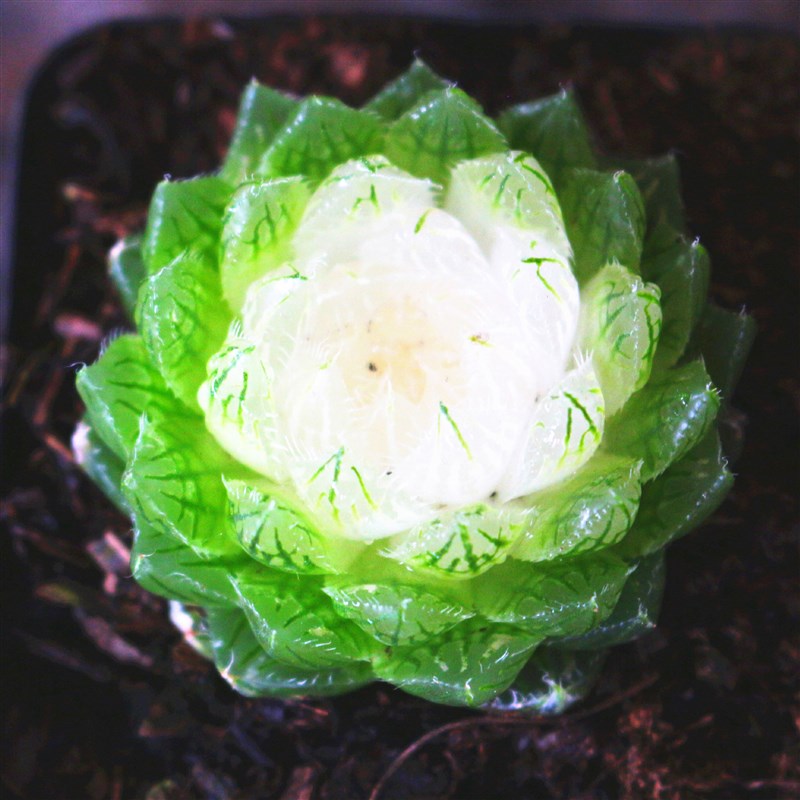 彩色多肉植物宝莲灯玉露锦老桩大颗好养稀有品种室内花卉绿植盆栽