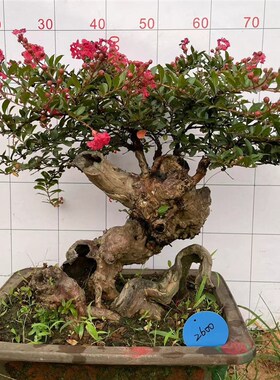 紫薇树桩盆景百日红花卉金紫薇姬紫薇紫色花紫薇老桩盆栽阳台植物