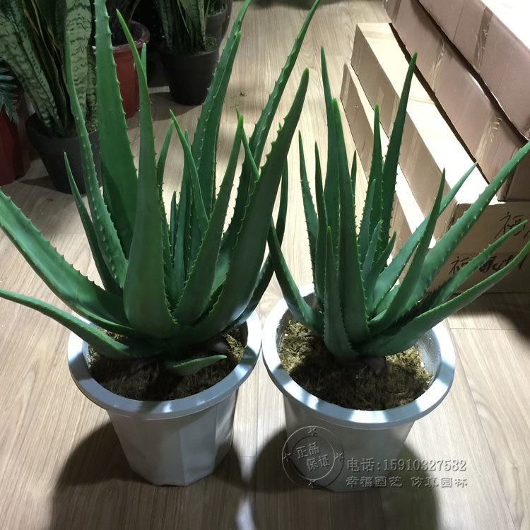 仿真超大号绿色植物芦荟假热带沙漠绿植多肉龙舌兰店铺橱窗造布景