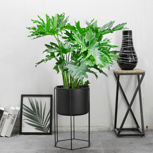 春芋春羽蔓绿绒室内耐阴花卉盆栽绿植室外阳台办公室净华空气老桩